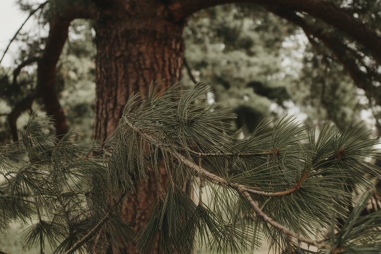 Pine Tree