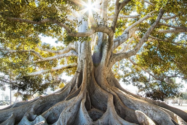 lovely tree