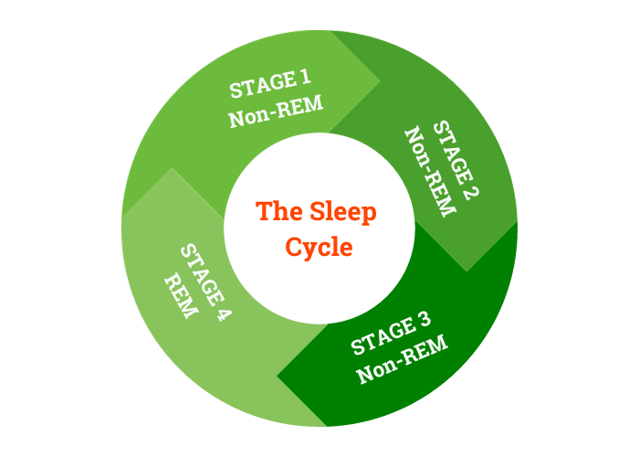 The Sleep Cycle