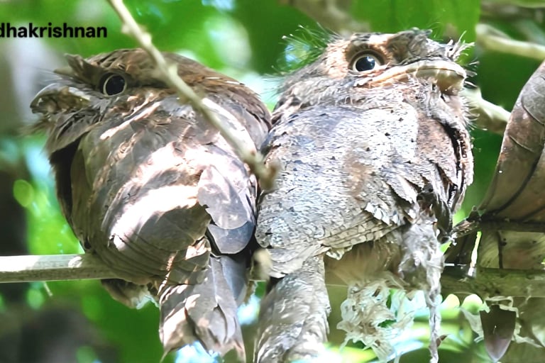 two ceylon frogmouth.