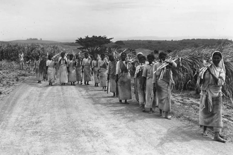 Indentured women workers at a Sugarcane farm.
