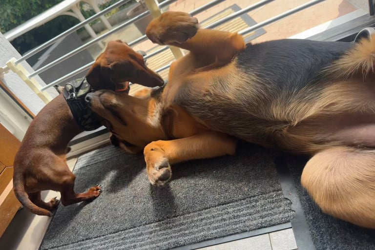 chien teckel jouer