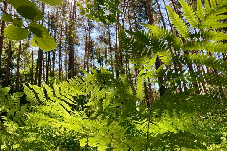 a forest scene with a lot of green leaves