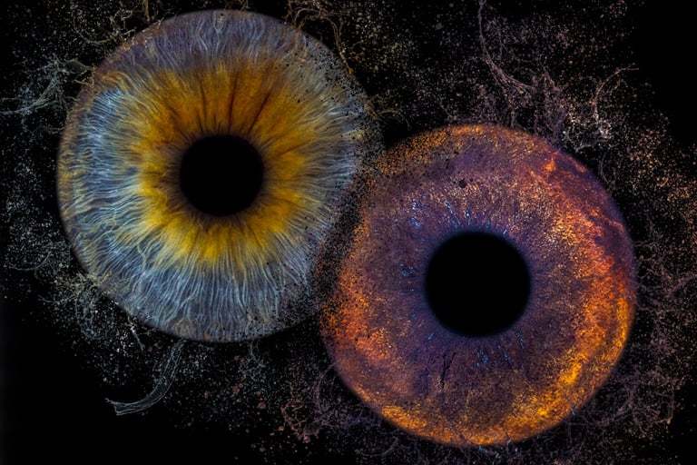 photo iris animal bordeaux