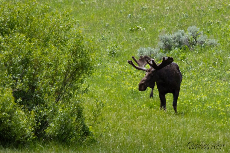 Moose in Yellowstone