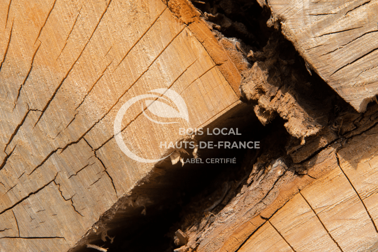 un gros plan d'un tronc d'arbre