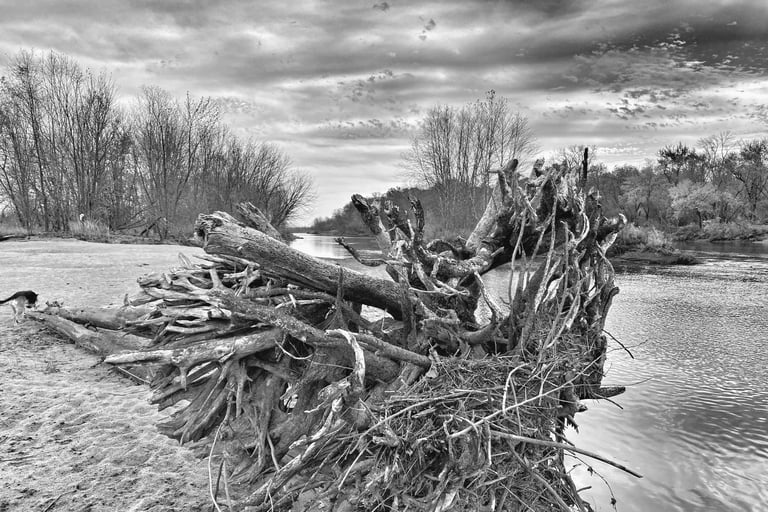 Tree washed up on Wisconsin River shore in Portage Wisconsin. 