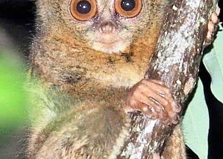 Tarsius Tersier in Sulawesi