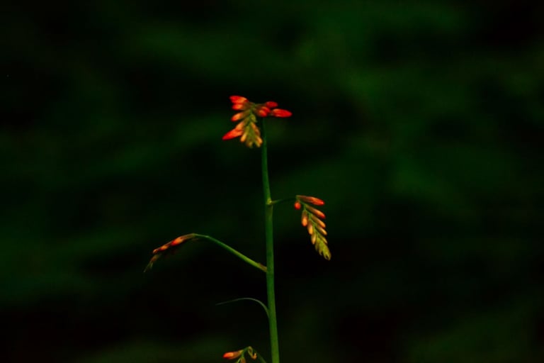fotografia de planta con pequeñas flores rojas