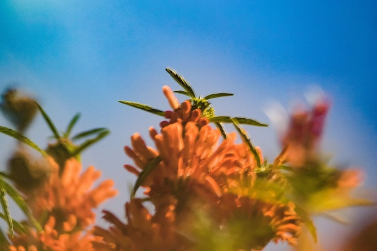 a close up of a flower in a vase