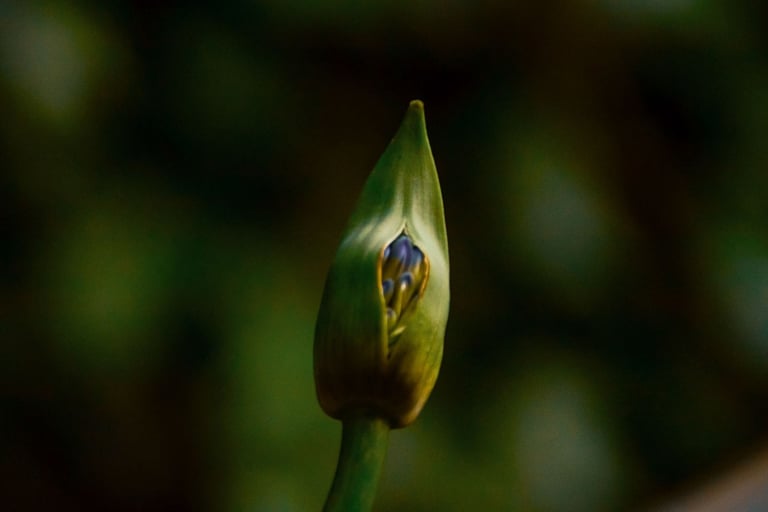 fotografia de flor en crecimiento
