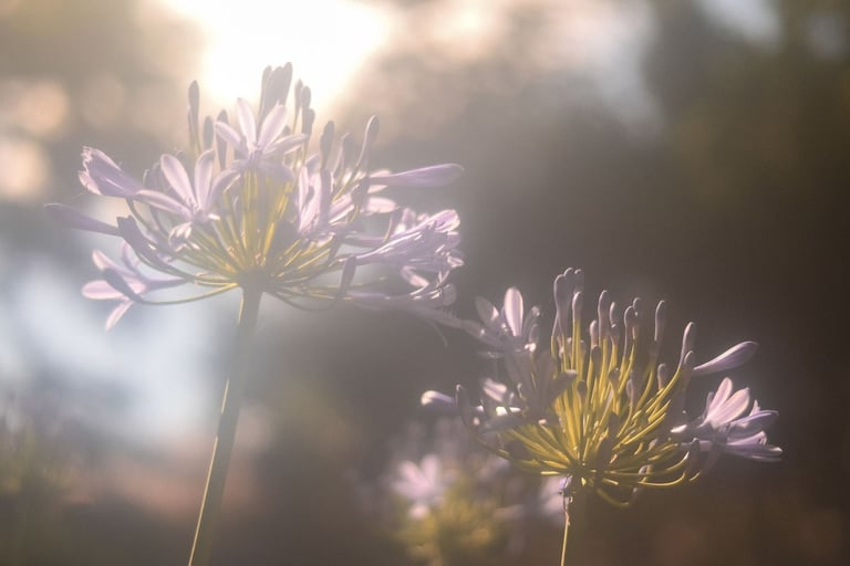 a couple of flowers that are in the sun