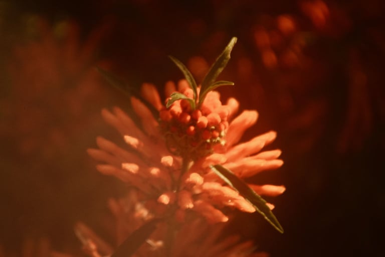 a plant with red berries on a plant
