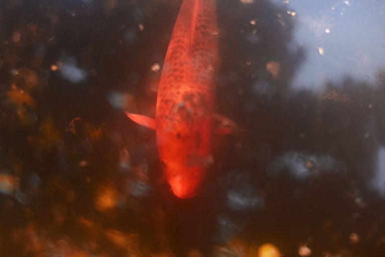 a fish in the water with a tree in the background