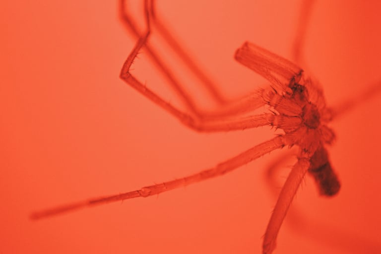 fotografia roja del abdomen de una araña