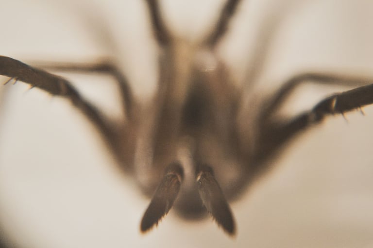 fotografia macro de una araña