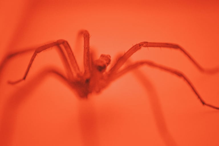 fotografia roja de araña