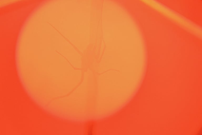 fotografia abstracta de una araña