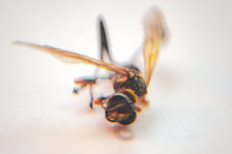 a wasp stinger