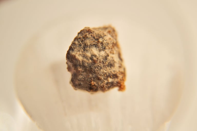 fotografia de moho en una pieza de alimento