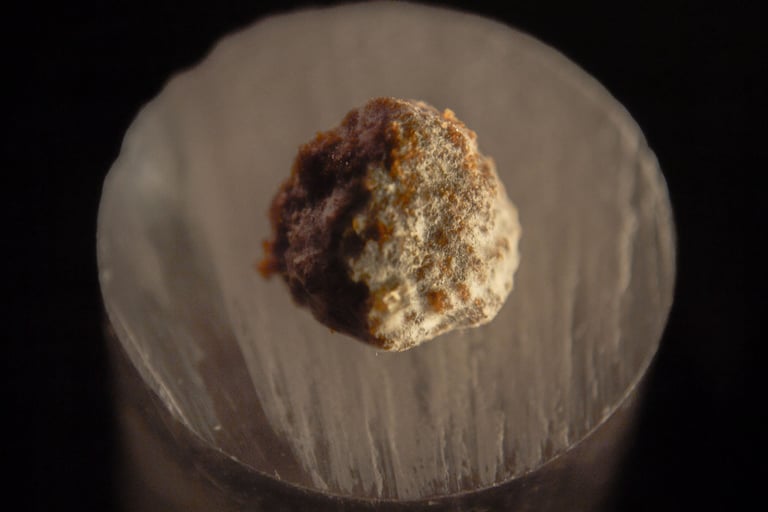 fotografia de moho sobre alimento