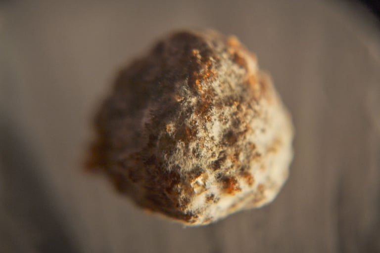 fotografia de moho sobre alimento