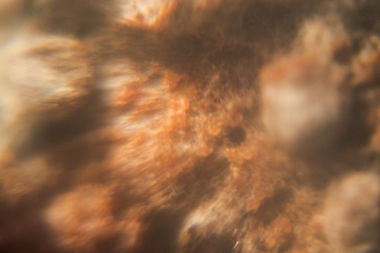 fotografia borrosa de moho sobre alimento