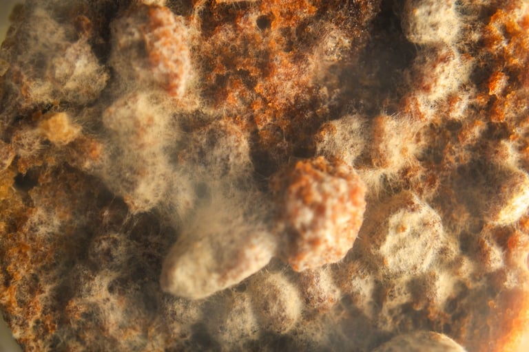 fotografia de moho en alimento