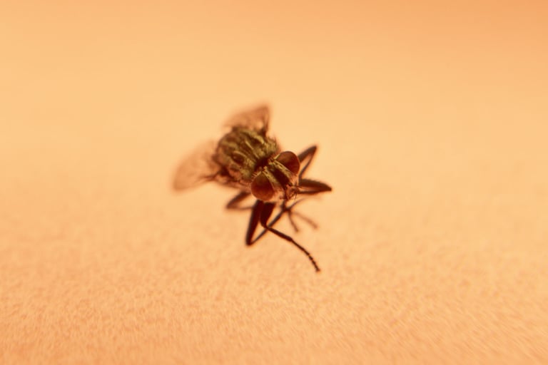 a fly - like insect - like insect - like insect - like insect - like