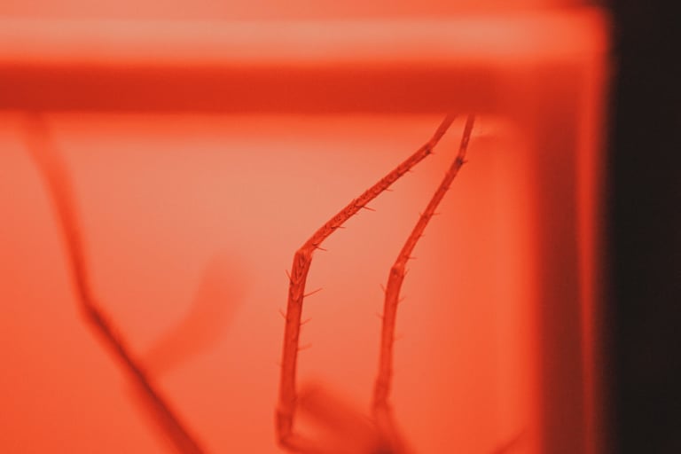 fotografia roja de patas de araña