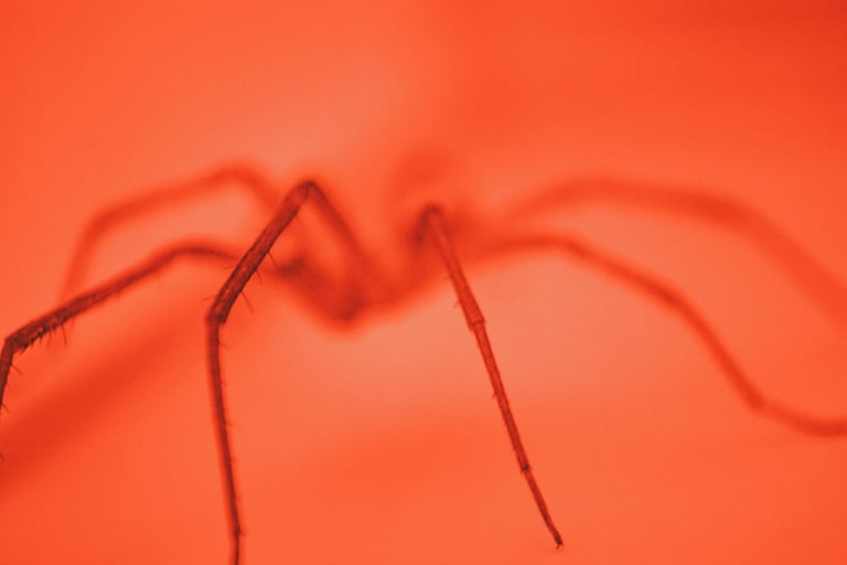 fotografia roja de araña