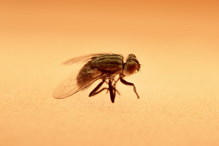 a fly - like insect - like insect - like insect - like insect - like