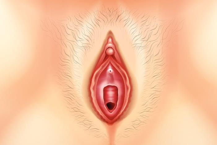 фото Схема піхви