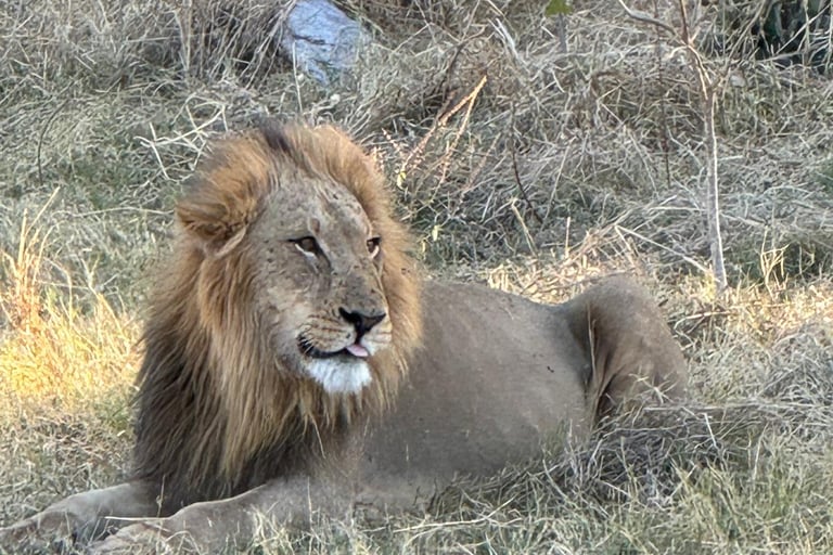 Un leone durante il safari in Botswana.