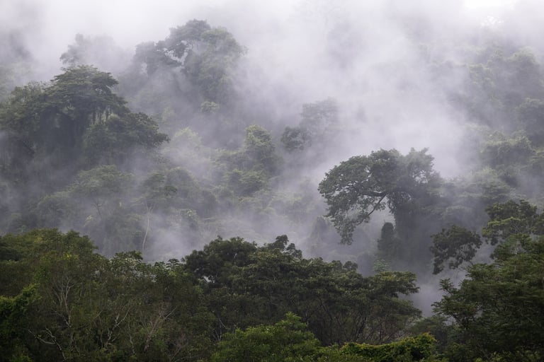 Giungla messicana dopo una leggera pioggia con nebbia che risale dalla fitta vegetazione