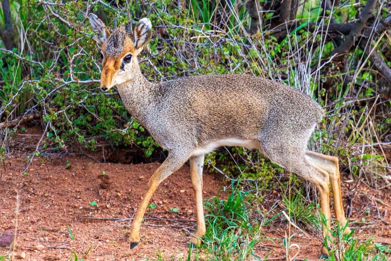 A small dik-dik antelope standing in low brush, looking toward the camera.