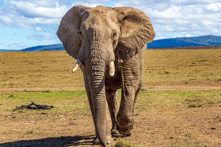 A large African elephant walking across open savanna toward the camera.