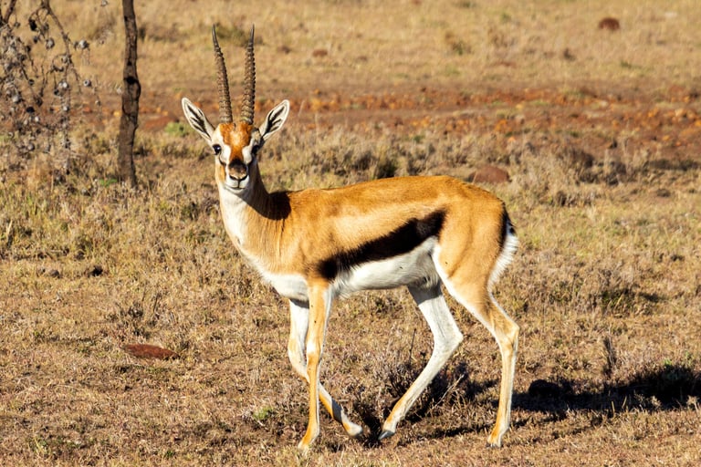 A Thomson's gazelle standing alert in tall grassland.