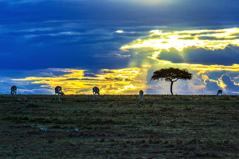 Several gazelles grazing on open savanna under a dramatic sunset sky, a single acacia tree silhouetted in the distance.