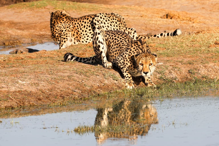Two cheetahs resting beside a watering hole, one drinking, the other looking up.