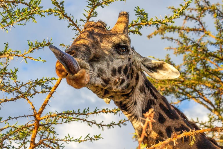 A giraffe extending its long dark tongue to strip leaves from an acacia tree.