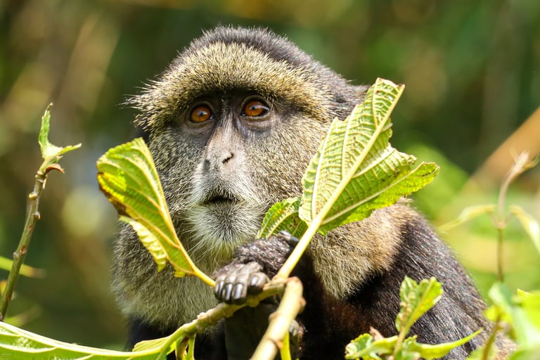 A golden monkey peering through dense green foliage.