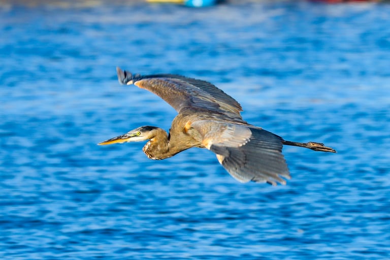 Great blue heron in flight with neck folded into an S-curve, wings spread wide.