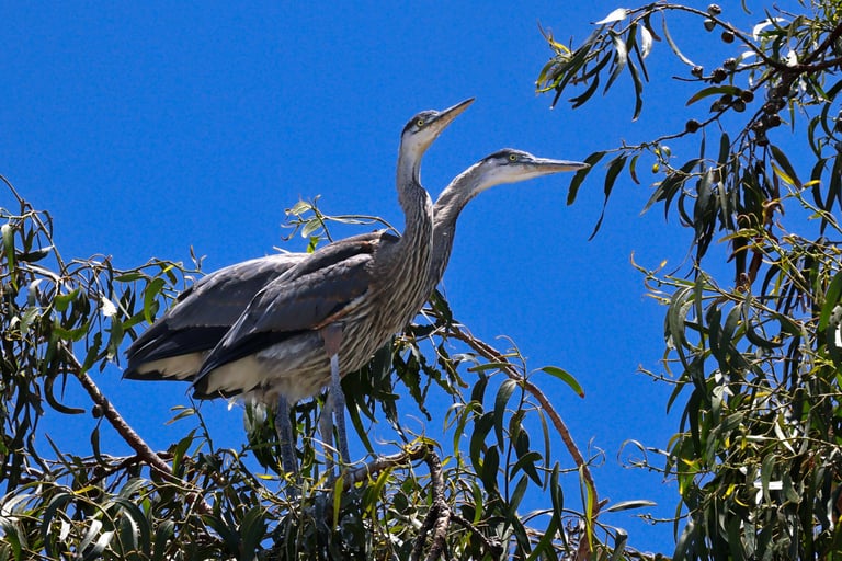 Two great blue herons perched in the high branches of a large eucalyptus tree.