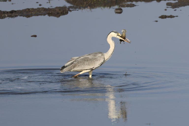 Grey heron standing in shallow water with a small fish in its beak.