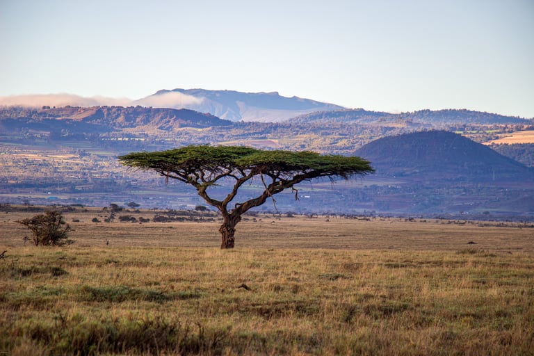 A lone flat-topped acacia tree on the African savanna with distant highlands behind.