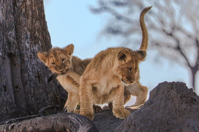Two young lion cubs play-fighting in tall grass, one biting the other's tail.