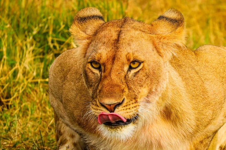 A lioness staring directly at the camera, licking her lips.