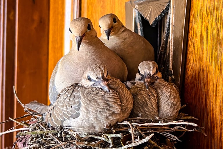 A pair of mourning doves with their nearly-grown chicks in a nest.