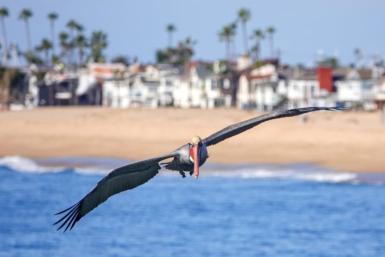 Brown pelican flying directly toward the camera with wings fully extended.
